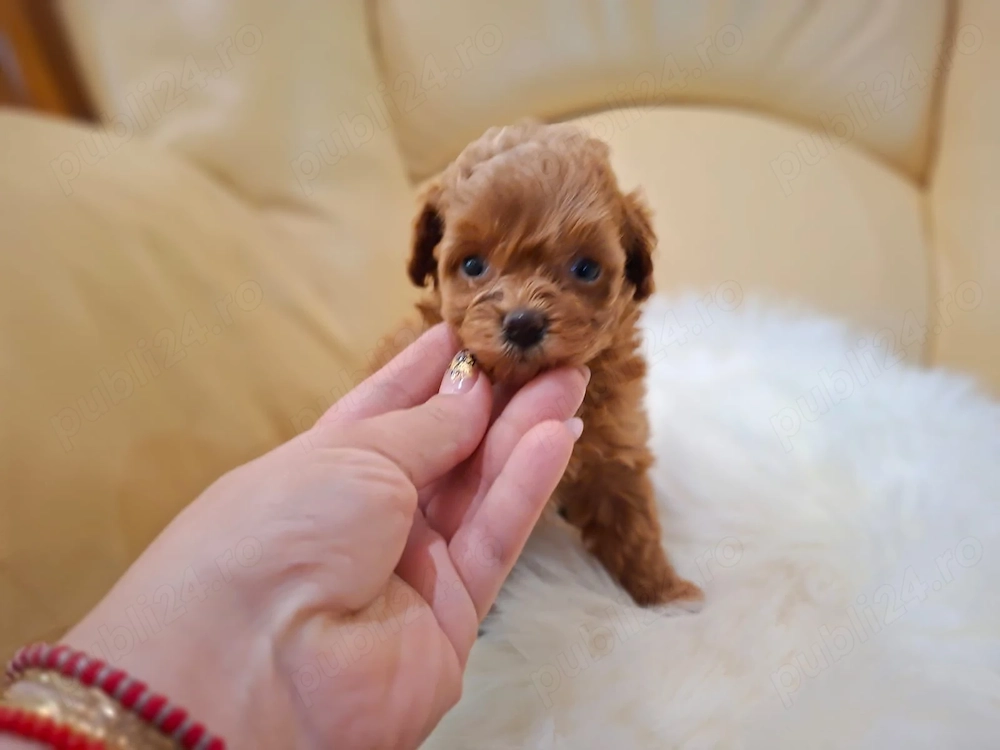 Poodle Mini Toy fetiță - Linie Asiatică - Canisă Autorizată 