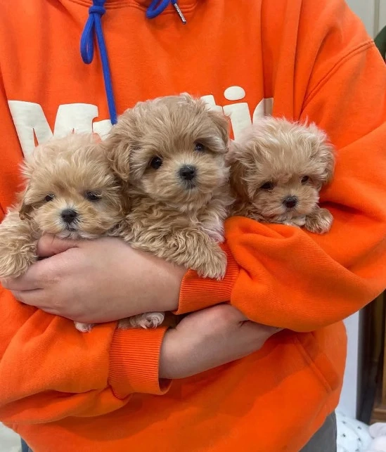 MALTIPOO toy - Pui din Canisa Proprie, Permitem Vizionare 