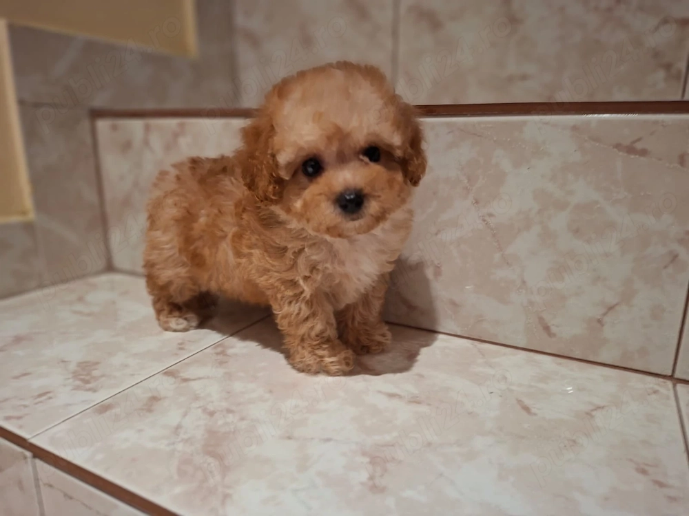 Maltipoo Toy din Canisa Autorizată 