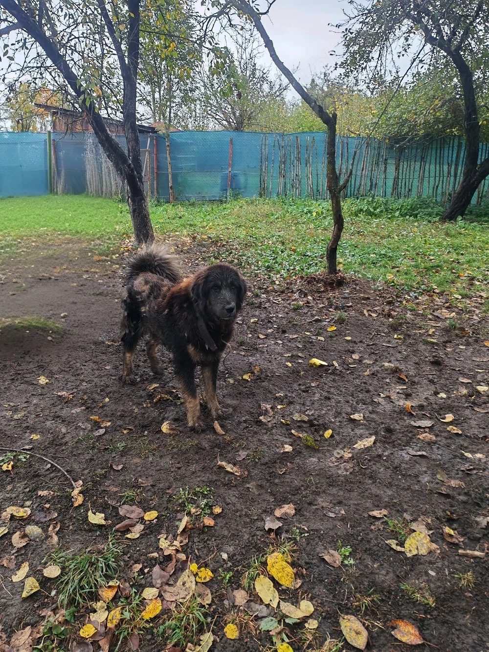Femelă Mastiff Tibetan schimb
