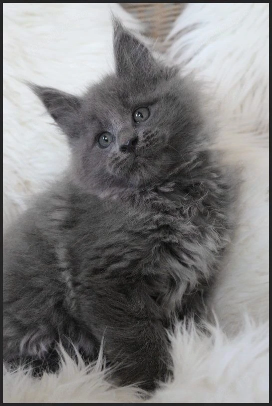 Maine Coon blue 