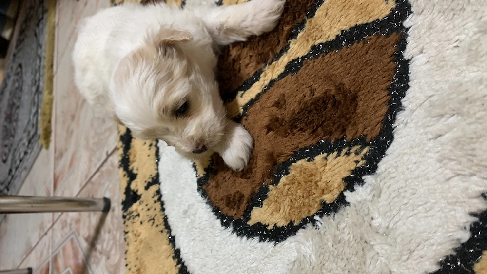 Bichon Maltez talie mică 