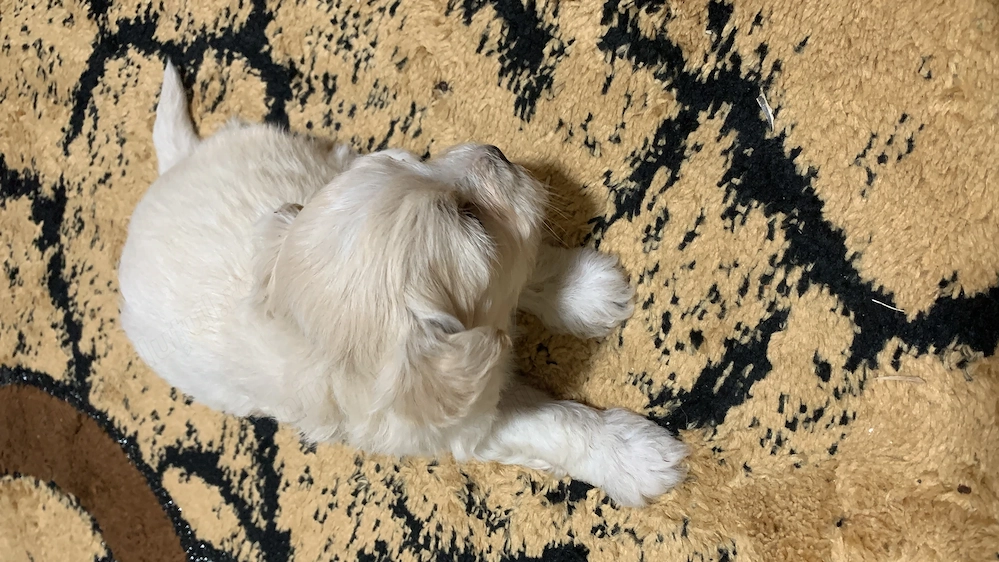Bichon Maltez Talie Mică 