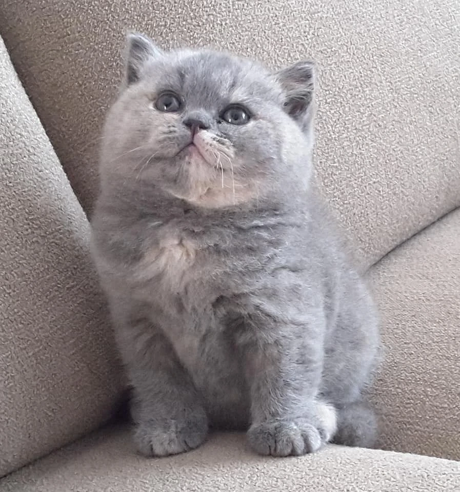 British Shorthair bicolor 