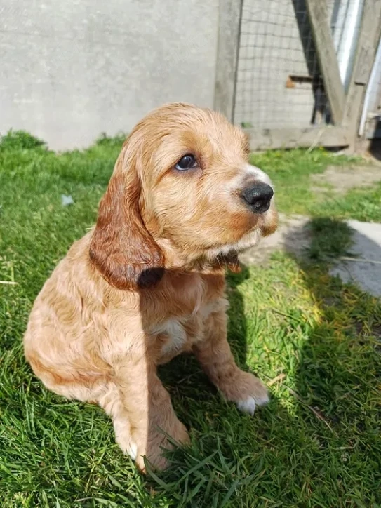 Cocker Spaniel Englez - Canisă Autorizată 