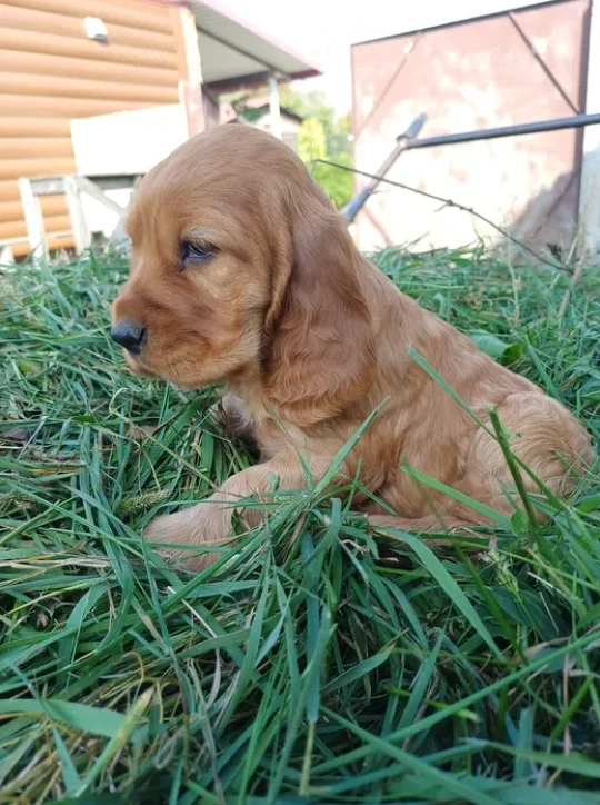 Cocker Spaniel Englez - Canisă Autorizată 