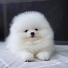 Livrare la Bucuresti -Pomeranian Mini de vanzare+PAȘAPORT,Microcip, Carnet-Disponibili acum