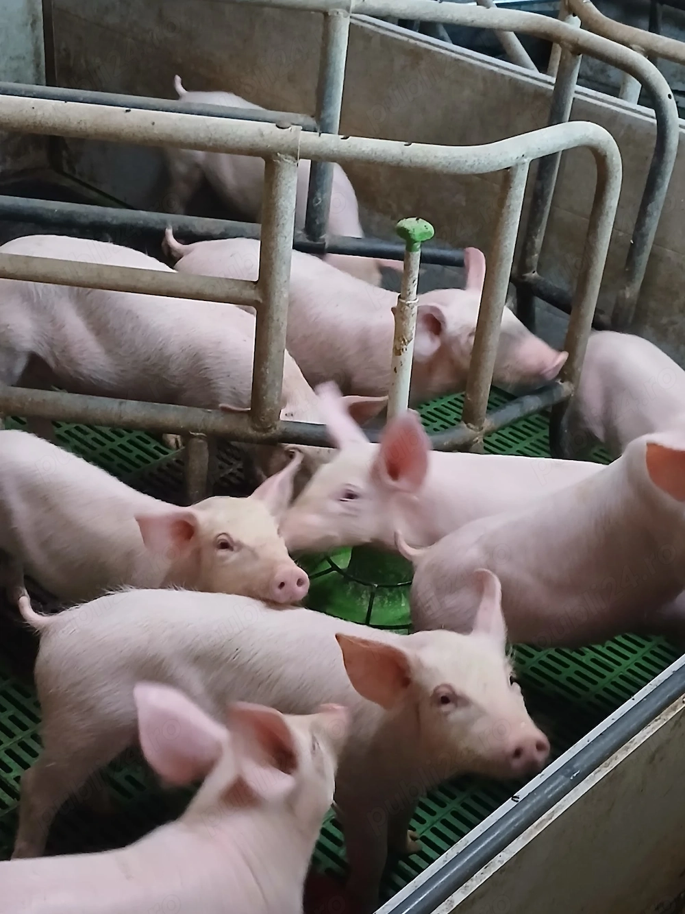 purcei de carne 10 saptamani
