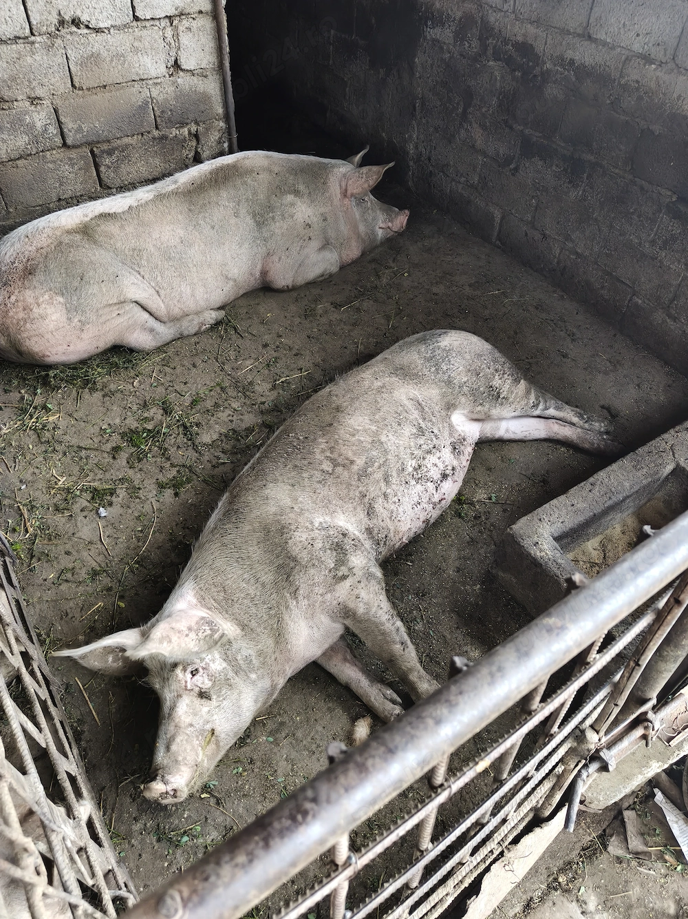 Vand porci sanatosi crescuți în gospodărie