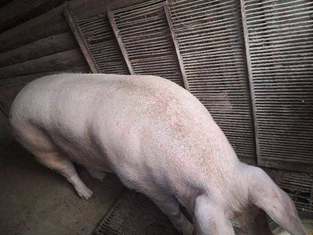 Vand porci de carne