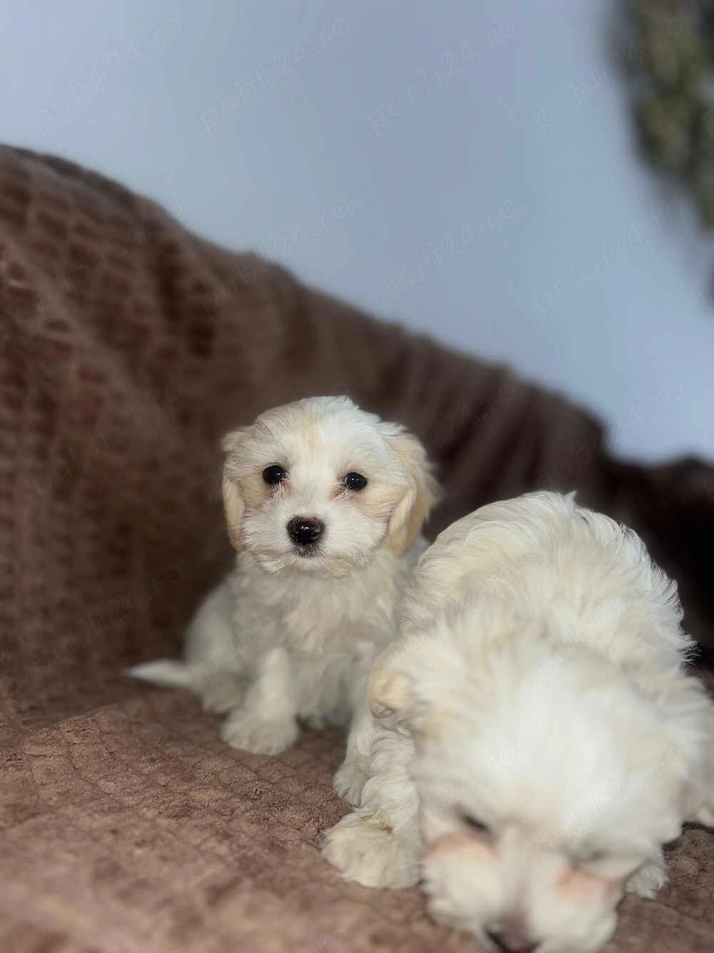 Bichon  maltez  2 luni 