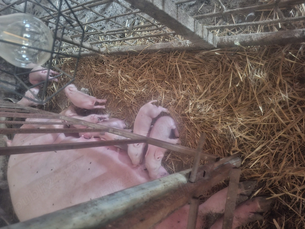 Purcea cu 8 purcei deosebit de cuminte .purceii au coltii taiati si fierul făcut.