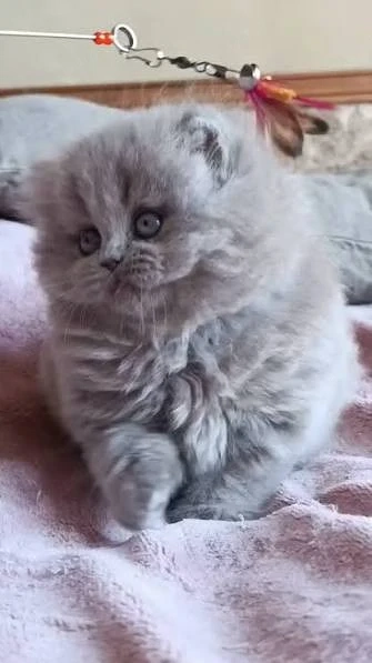 scottish fold british  diferite culori