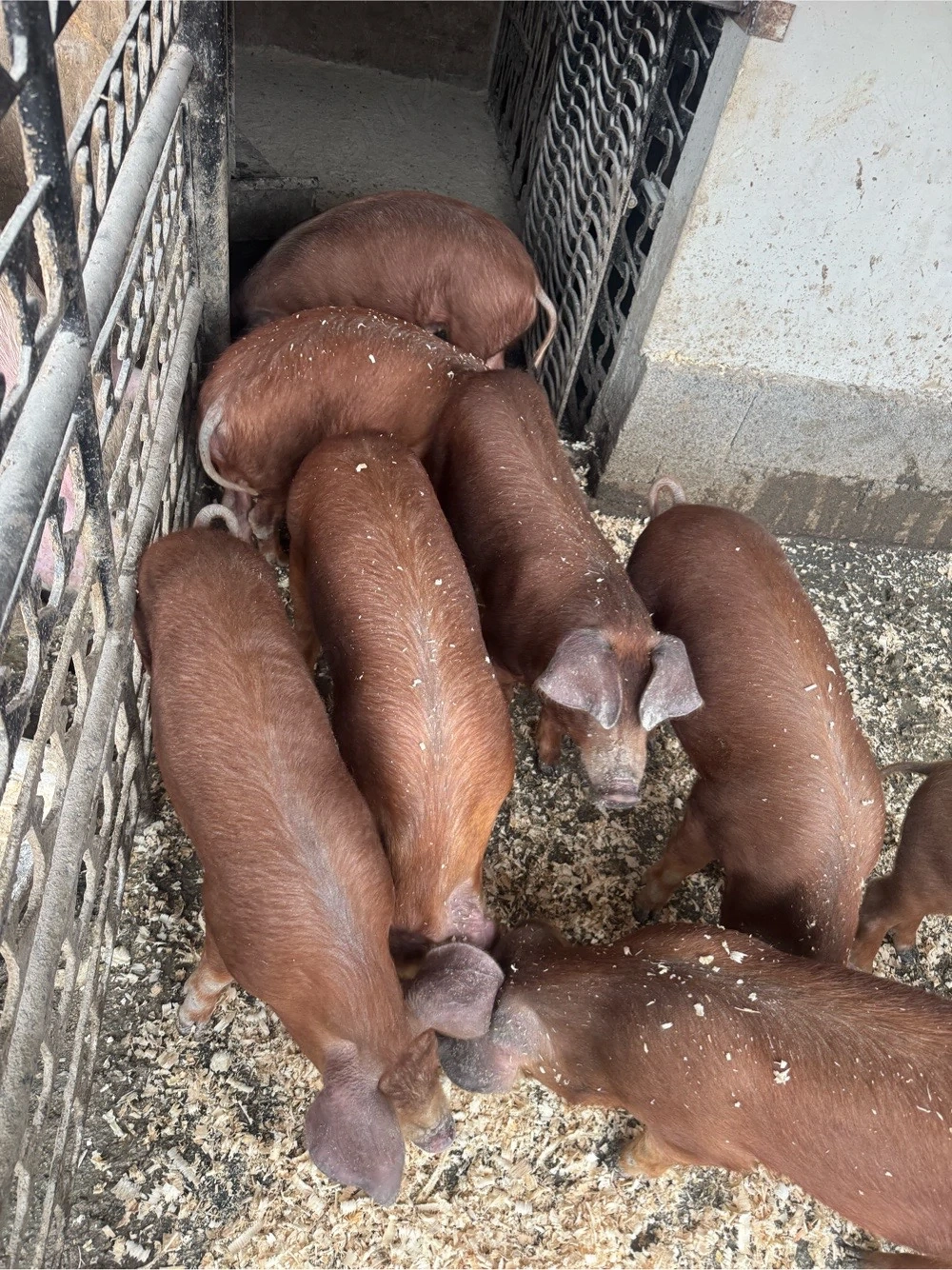 Vand purcei duroc !