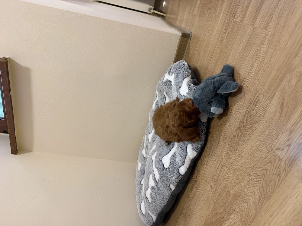 Vând pudel roșcat toy