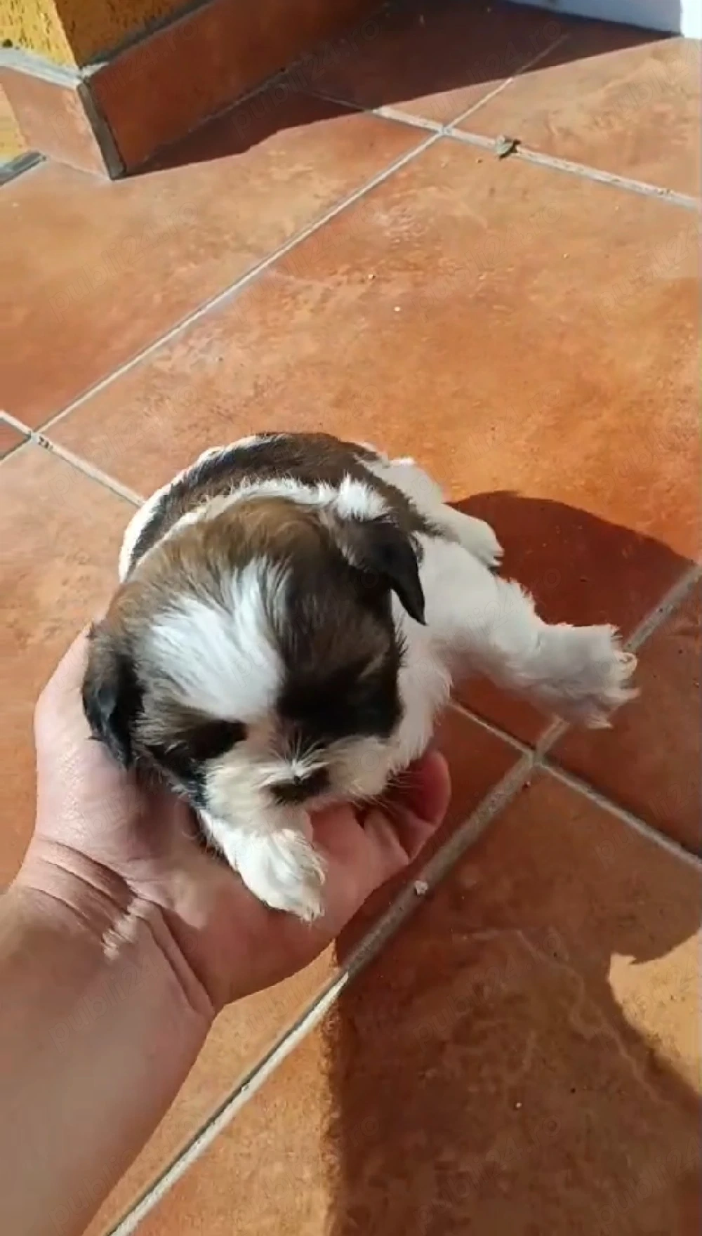 pui shih tzu ajut cu transport în țară contra cost