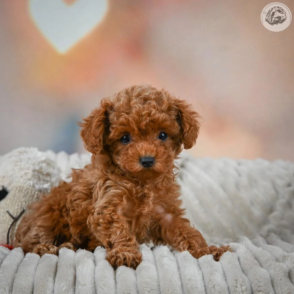HRANA+LIVRARE la Sibiu-Catei Pudel Poodle toy Caniche Pitic cu factura-garantie-microcip