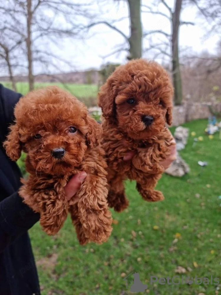 LIVRARE la Bucuresti-Firma Autorizata-Poodle Pudel Caniche Mini TOY de vanzare cu Factura,Microcip