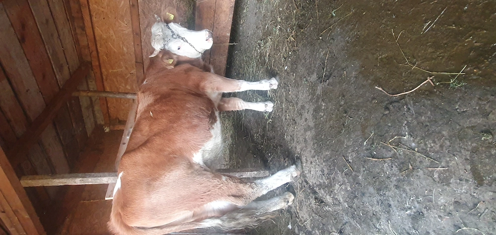 Vand junica de sămânță 