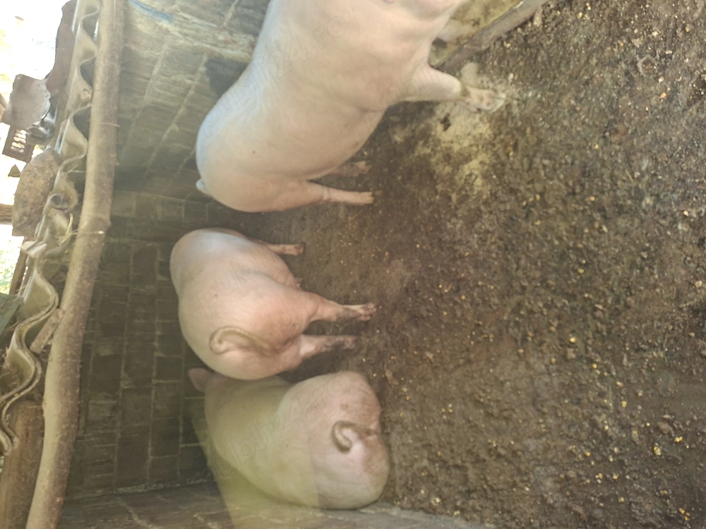 Vând porci de casa crescuți fără concentrate
