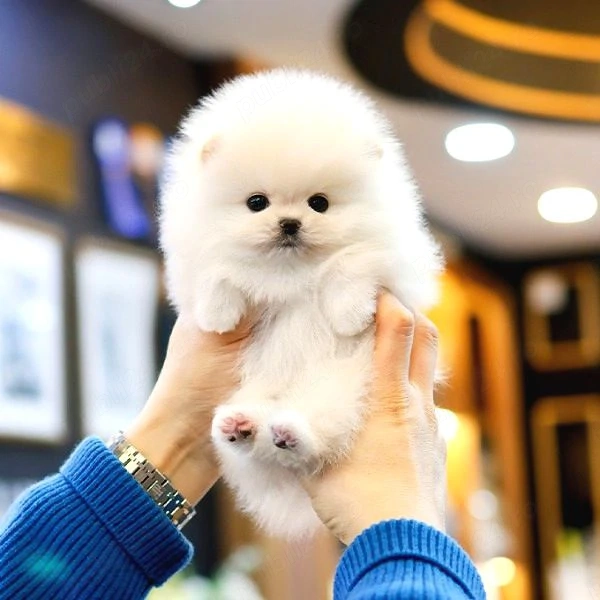 FACTURA+LIVRARE la Bucuresti- Pomeranian Mini Toy Alb de vanzare- garantie,rasa pura,Microcip,Hrana