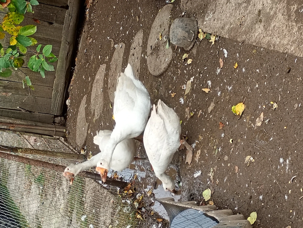Vând 2 gâscani și o gasca