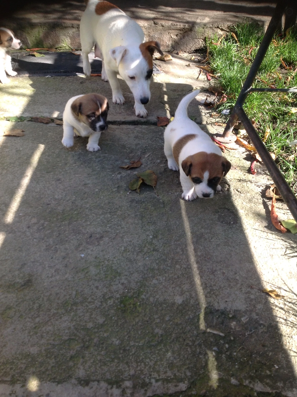 Jack Russel Terrier - 2 luni