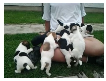 catelusi Jack Russel - pui crescuti in familie 