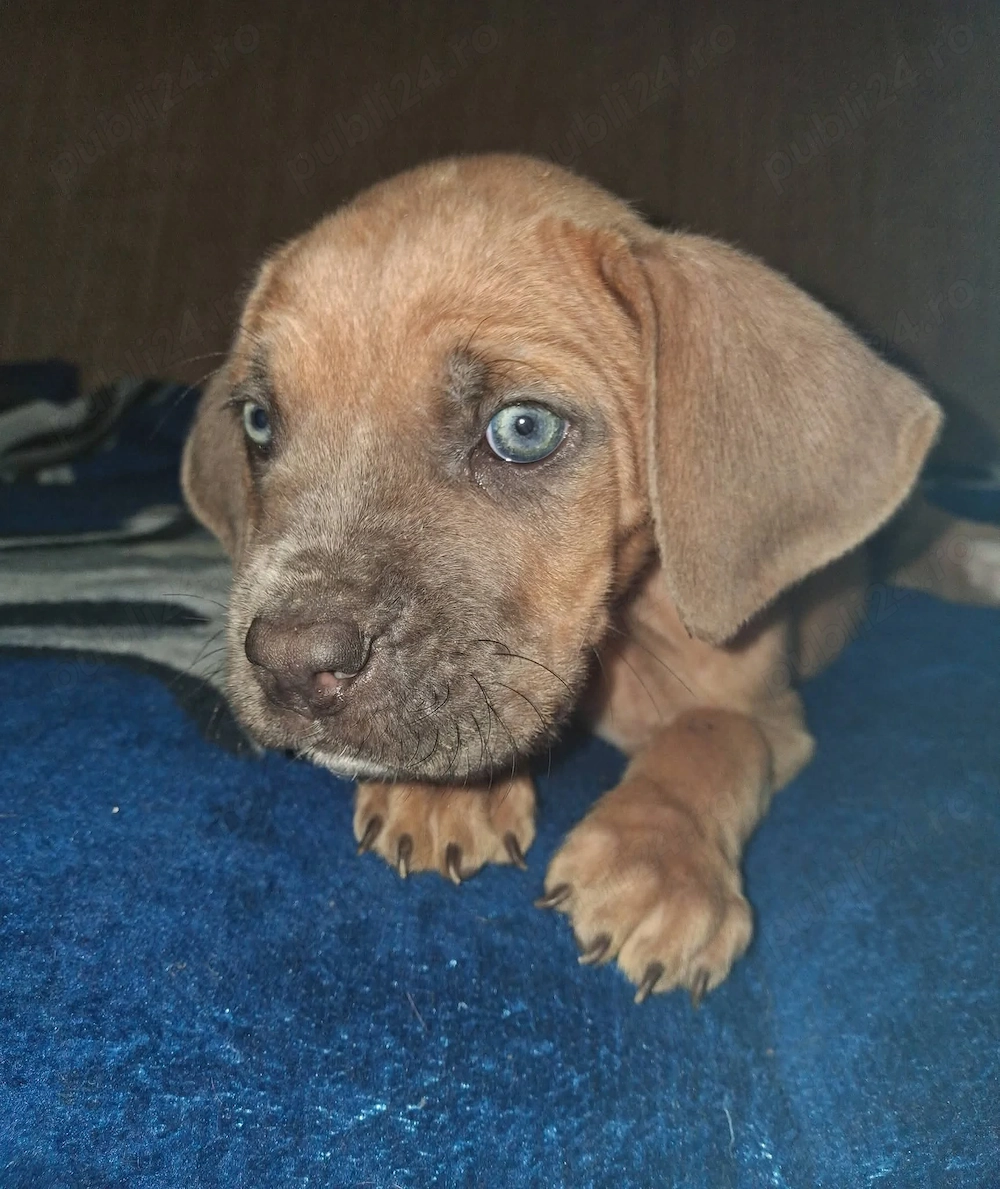 7 puiuti de cane corso