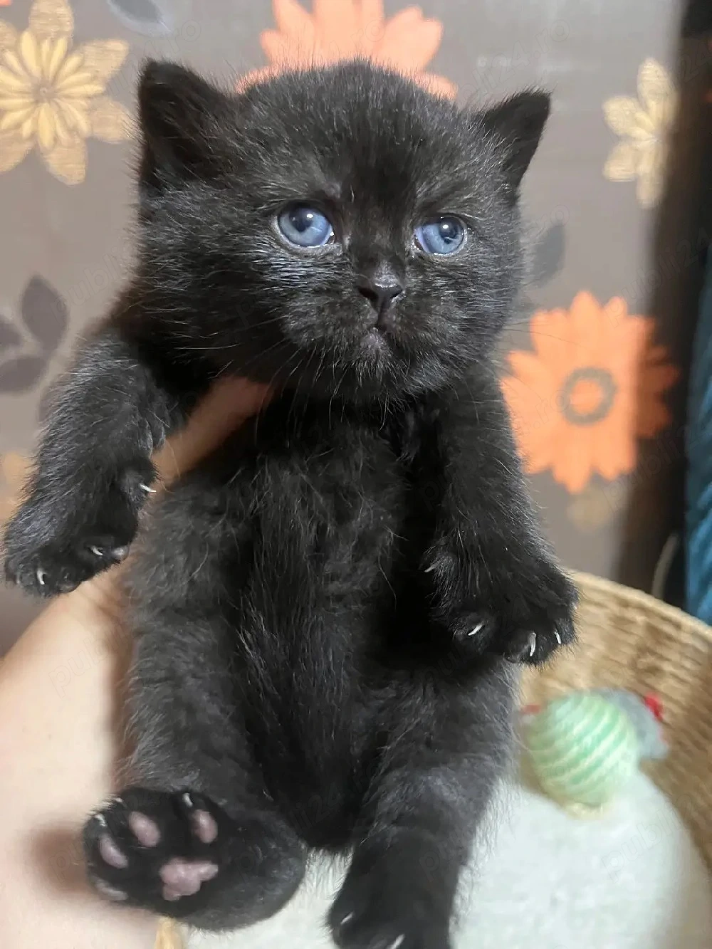 British shorthair black 