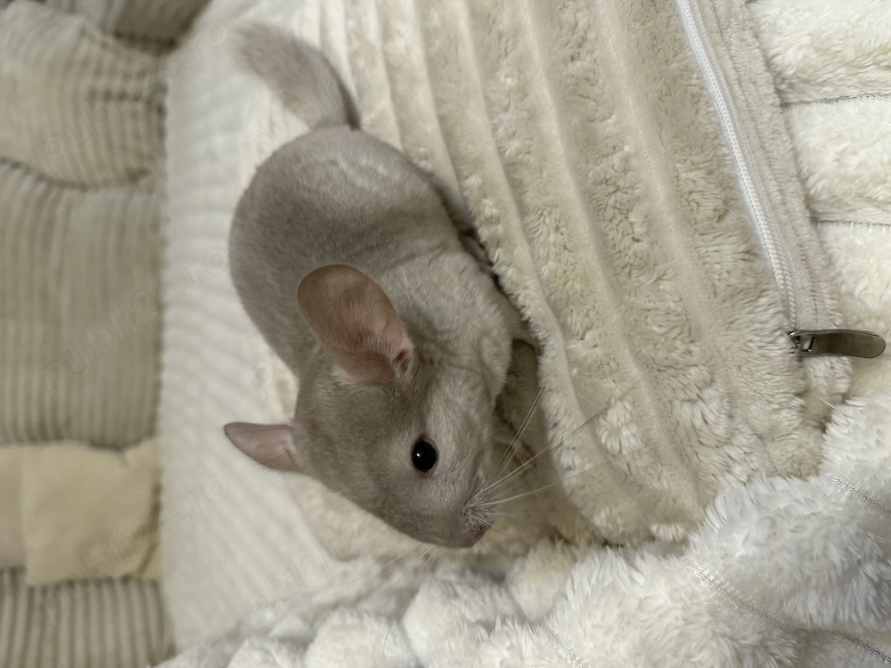 Pui de chinchilla de vânzare 