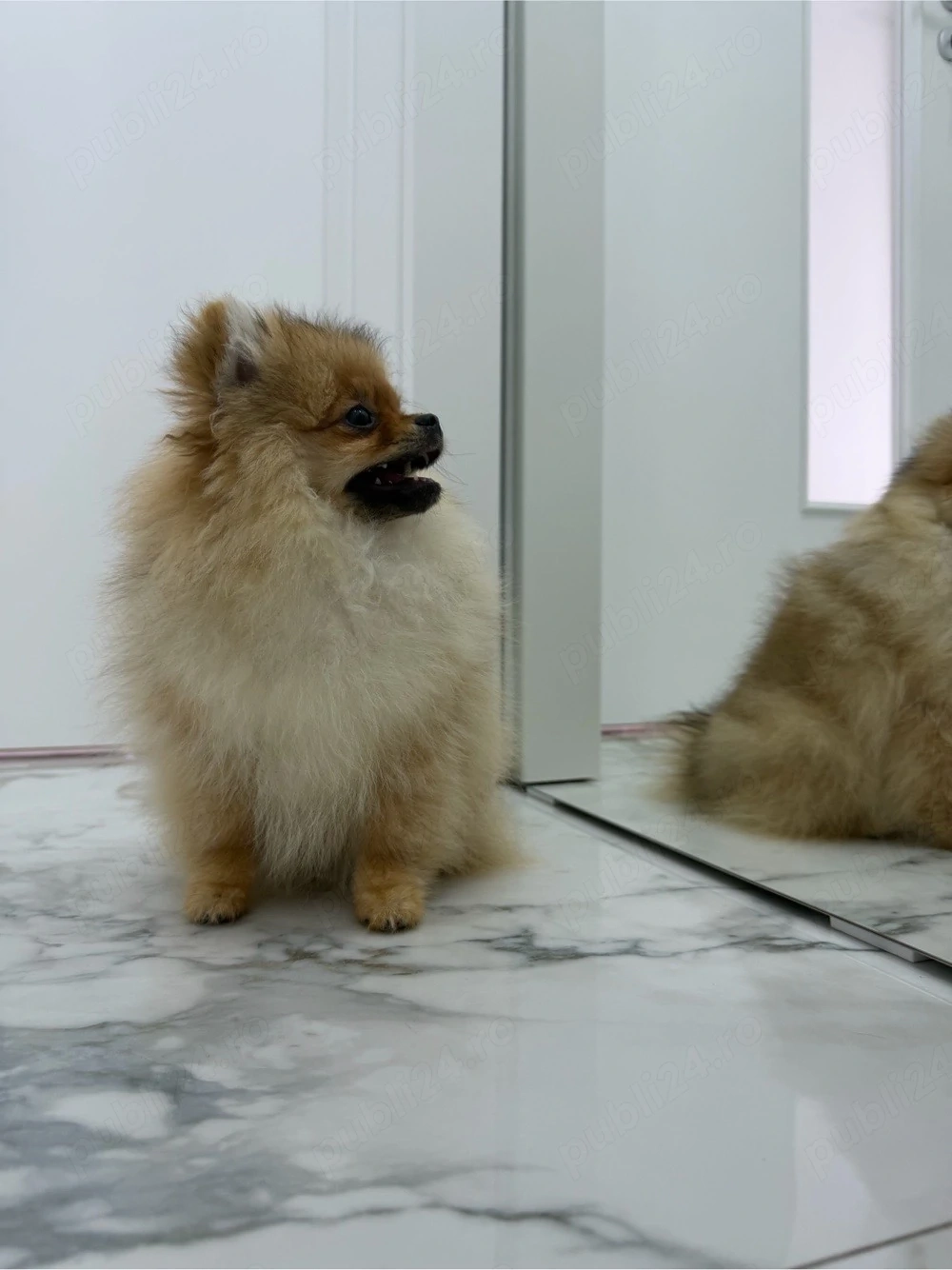 Vand Pomeranian