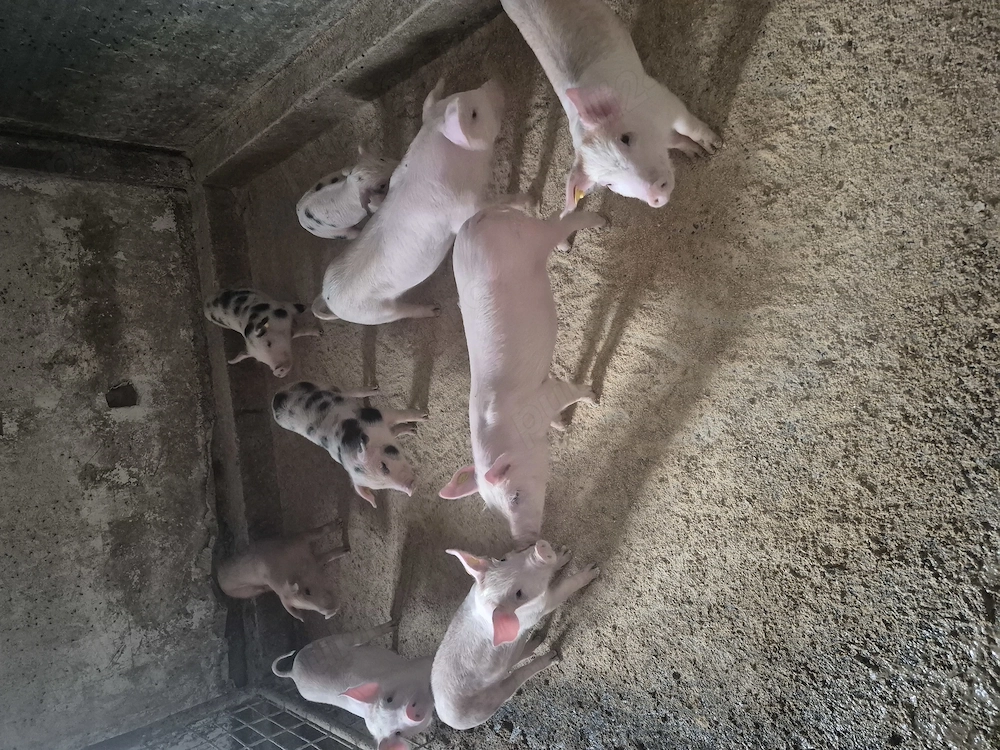 Purcei rasă marele alb  duroc