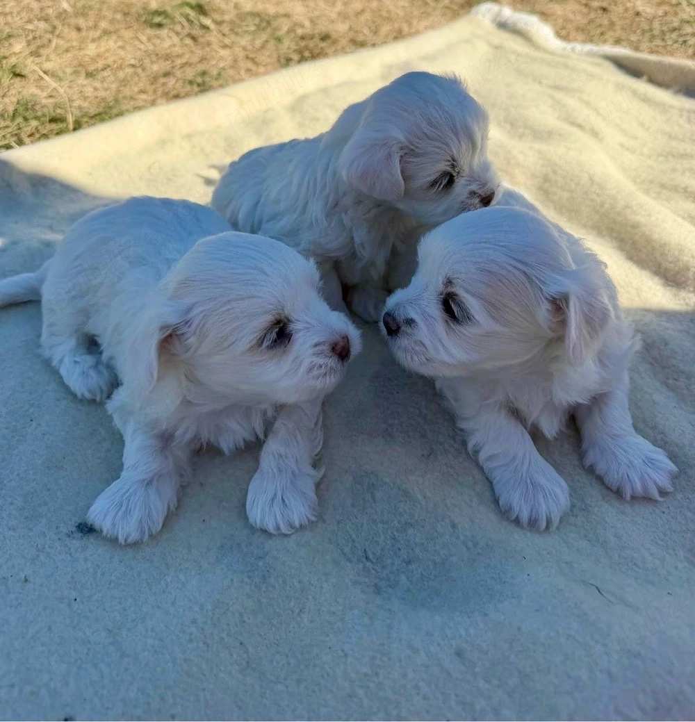      Puiuți Bichon   600 lei bucata     