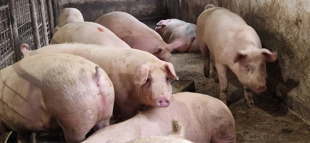 Porci de Vanzare