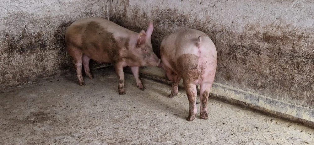 Porci Pentru Craciun