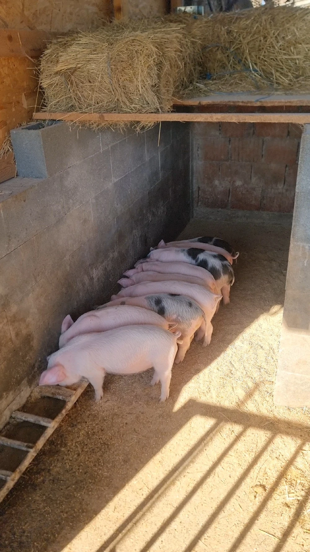 Purcei 8 saptamani!!