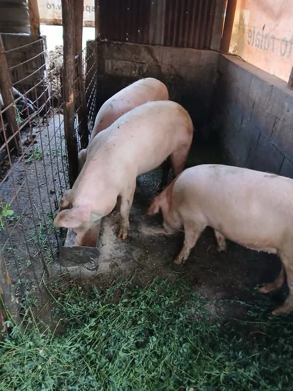 Porci de vânzare!