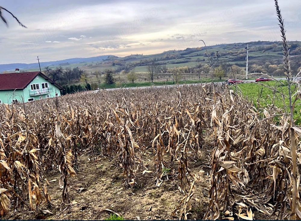Teren intravilan 1000 mp, front 19 m la DN13, utilități   Saschiz, zonă UNESCO