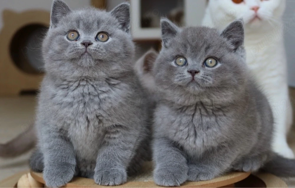 British shorthair puiuți