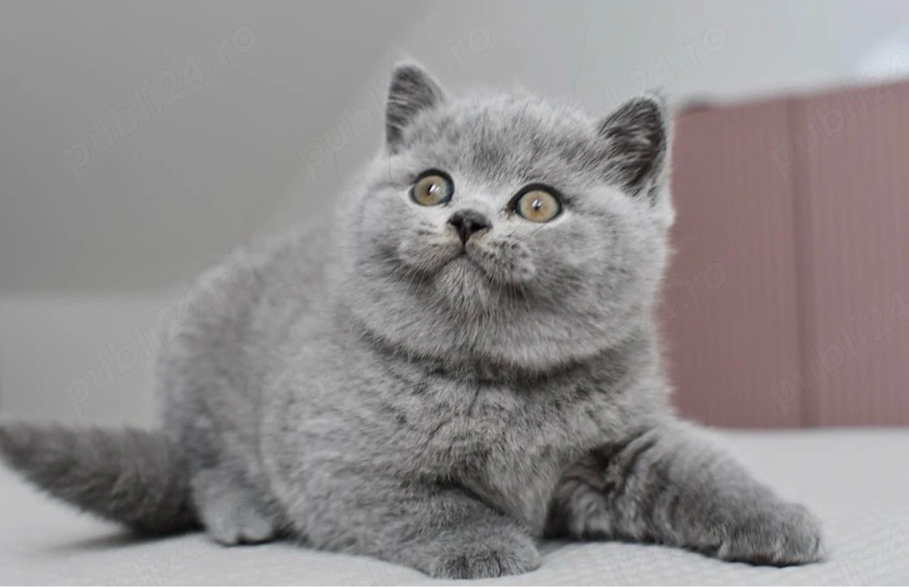 British shorthair puiuți