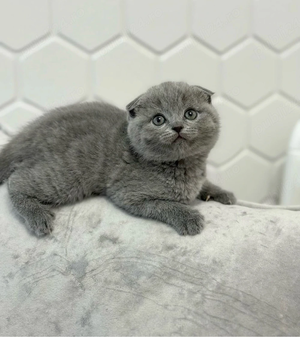 Scottish fold puiuți superbi