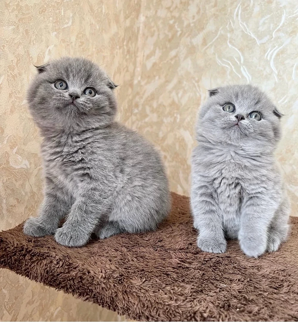 Scottish fold puiuți