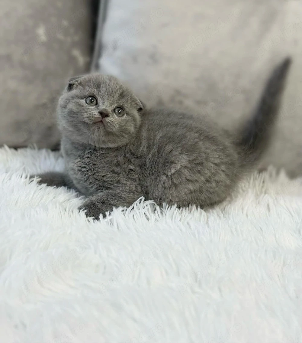 Scottish fold pisoiași