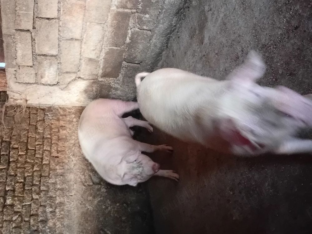 Vind purcei si porci
