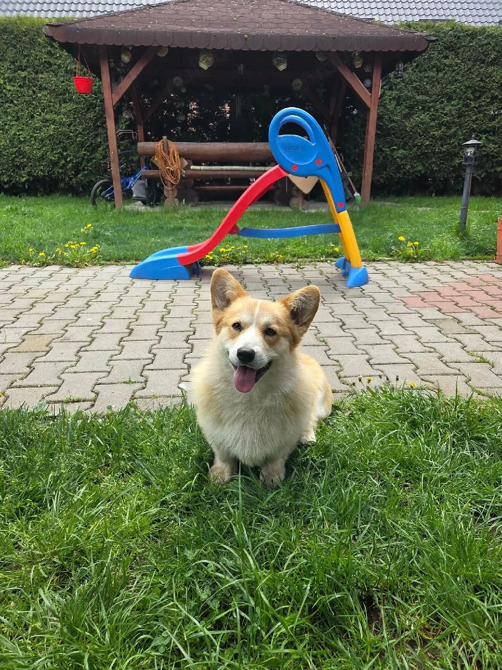 Welsh corgi pembroke