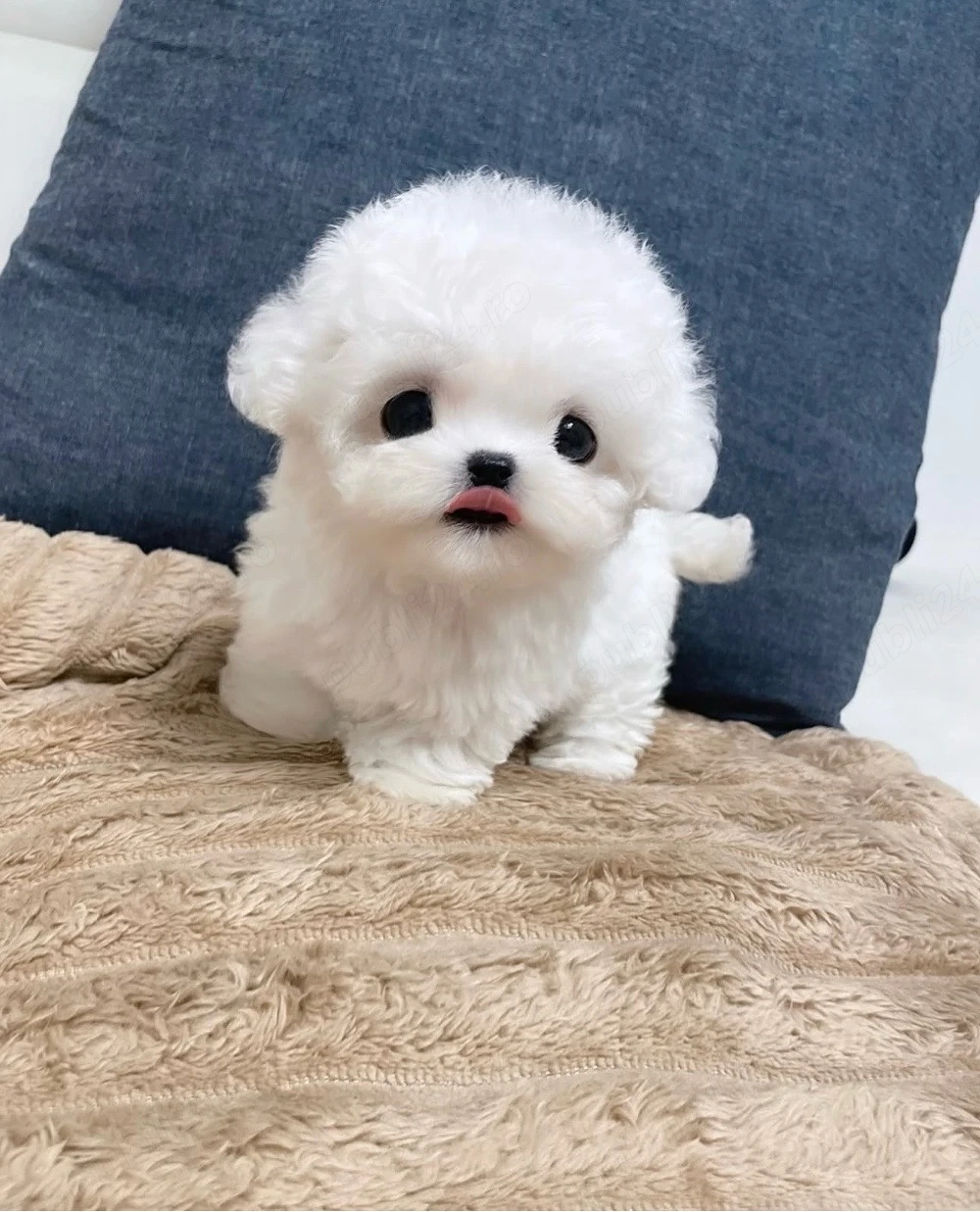 Bichon Maltez mini Toy (autorizat)