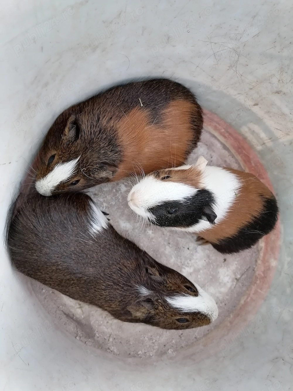 Vind pui de porcușori de guineaa 
