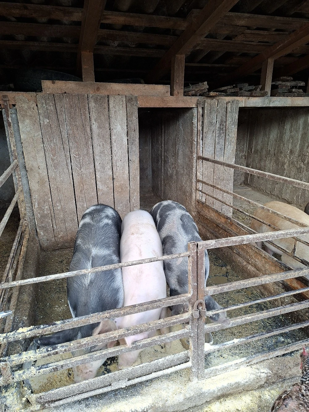 porci de vanzare 