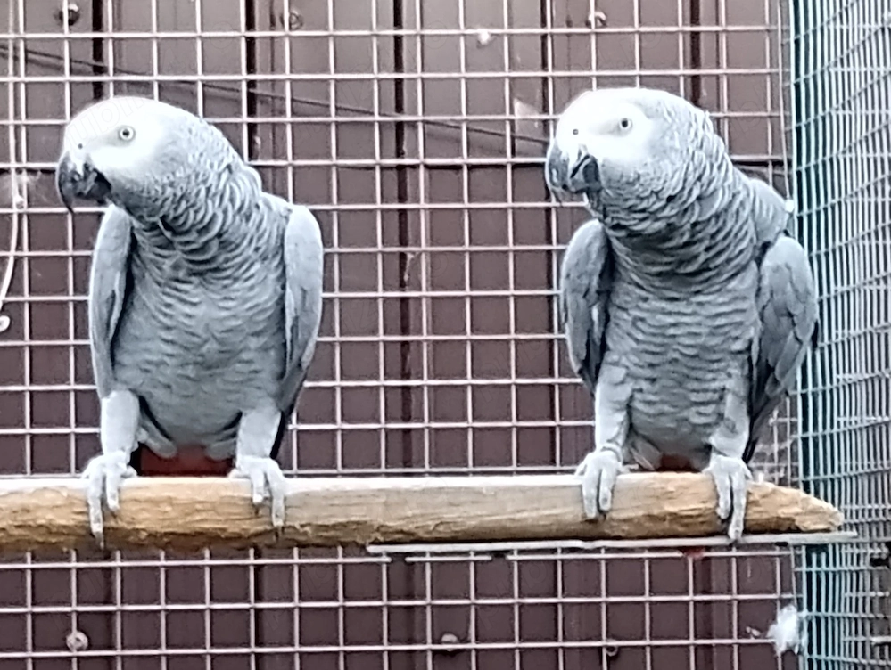 Vand perechi de jako african grey